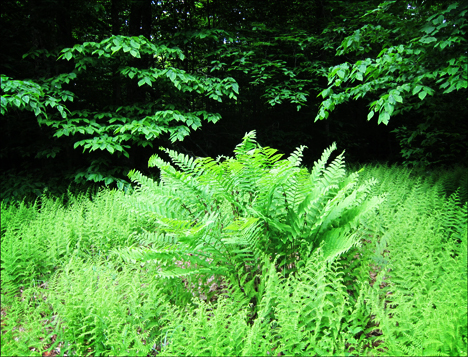 Interrupted Fern on the Jenkins Mountain Trail at the Paul Smiths VIC